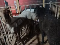 Carnero, Hissar sheep — foto 4