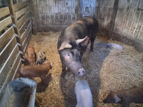 母猪, Pigs
