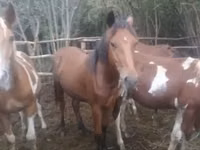 Hengst, Horse breed — Foto 1