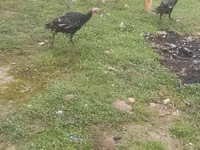 Guinea fowl — Foto 3