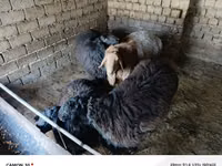 كبش, الأغنام — الصورة 2