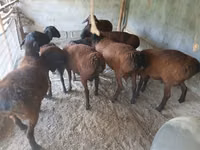 كبش, الأغنام — الصورة 1