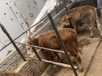 Сиыр, Swiss cattle — 2-сурет