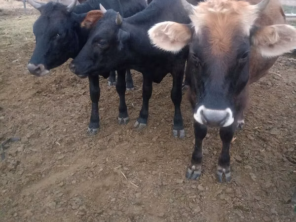 母牛, Cattle — 吉尔吉斯斯坦