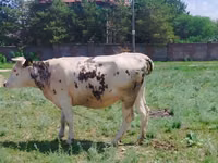 गाय, Simmental cattle — फ़ोटो 2