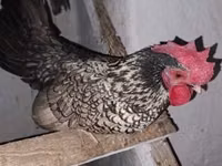 Chickens — الصورة 1