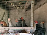 Chickens — Foto 2