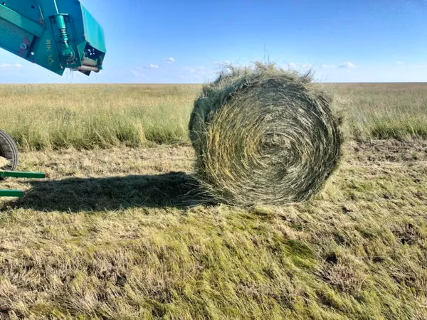 Продам сено луговое в рулонах!