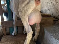 母山羊, Goats — 照片 2