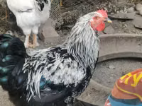 Brahma — Foto 1