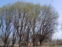 Тол терак заранг кайрагач — Foto 2