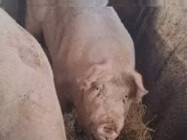 Boar, 