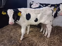 Bulle, Russian Black pied cattle — Foto 7