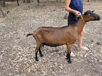 Goat, Alpine goat — photo 2
