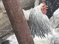 Brahma — Foto 1