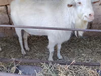عنزة, الماعز — الصورة 5