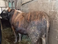 公牛, Simmental cattle — 照片 2