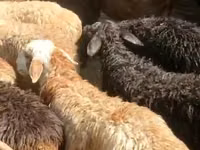 母山羊, Goats — 照片 2