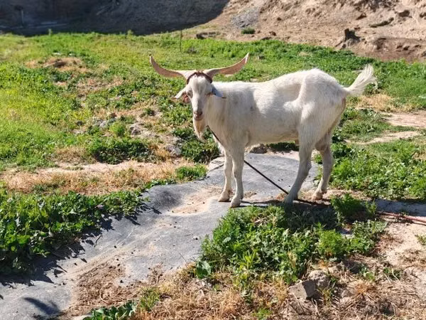Ziege, Irish goat