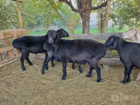 كبش, Hissar sheep — الصورة 3