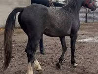 Caballo, Orlov Trotter — foto 3