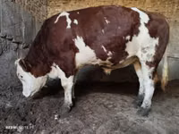Bulle, Simmental cattle — Foto 5