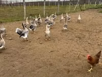 Geese — 2-сурет