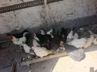 Chickens — الصورة 1