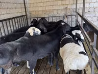 كبش, Rhon sheep — الصورة 8