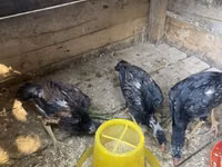 Chickens — Foto 1