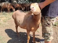 Schaf, Arashan sheep — Foto 4