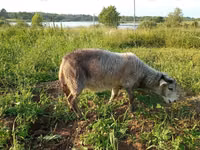 Ziege, Kejobong goat — Foto 4