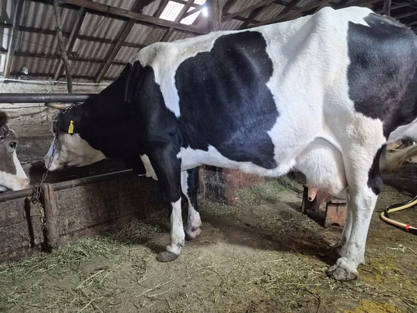 母牛, Russian Black pied cattle