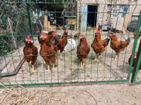 Chickens — Foto 1
