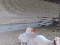 Widder, Arashan sheep — Foto 3