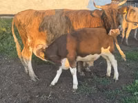 ثور, Simmental cattle — الصورة 1