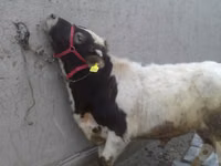 公牛, Cattle — 照片 3