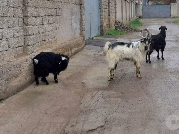 母山羊, Goats — 乌兹别克斯坦