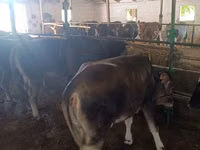 Vaca, Raza Alatau — foto 7