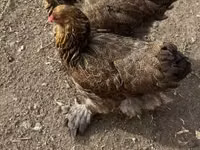 Brahma — Foto 1