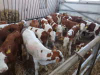 Bull, Simmental cattle — photo 1