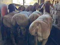 كبش, Hissar sheep — الصورة 4