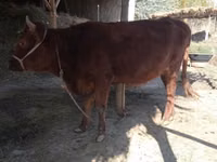 牛只（批次，未指定性别）, Cattle — 照片 4