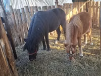Mare, Horses — photo 5