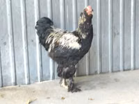Brahma — Foto 2