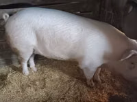 Eber, Schweine — Foto 1