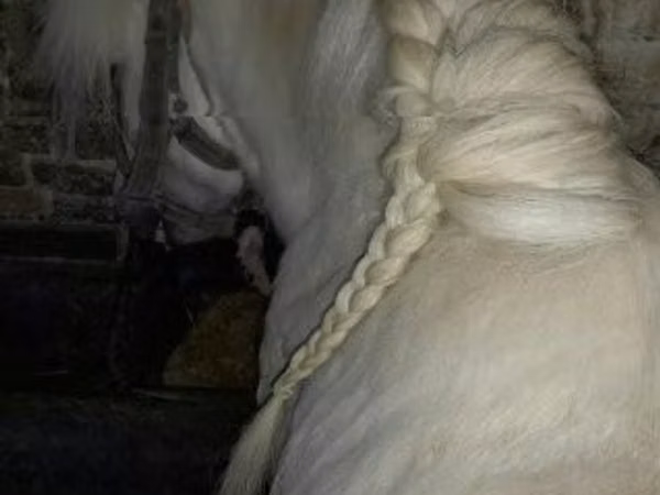 Caballo, Shetland Pony