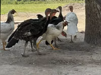 Turkeys — Foto 1