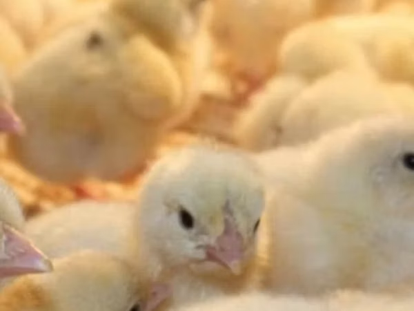 Chickens — Kirgisistan