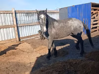 Hengst, Orlov Trotter — Foto 2